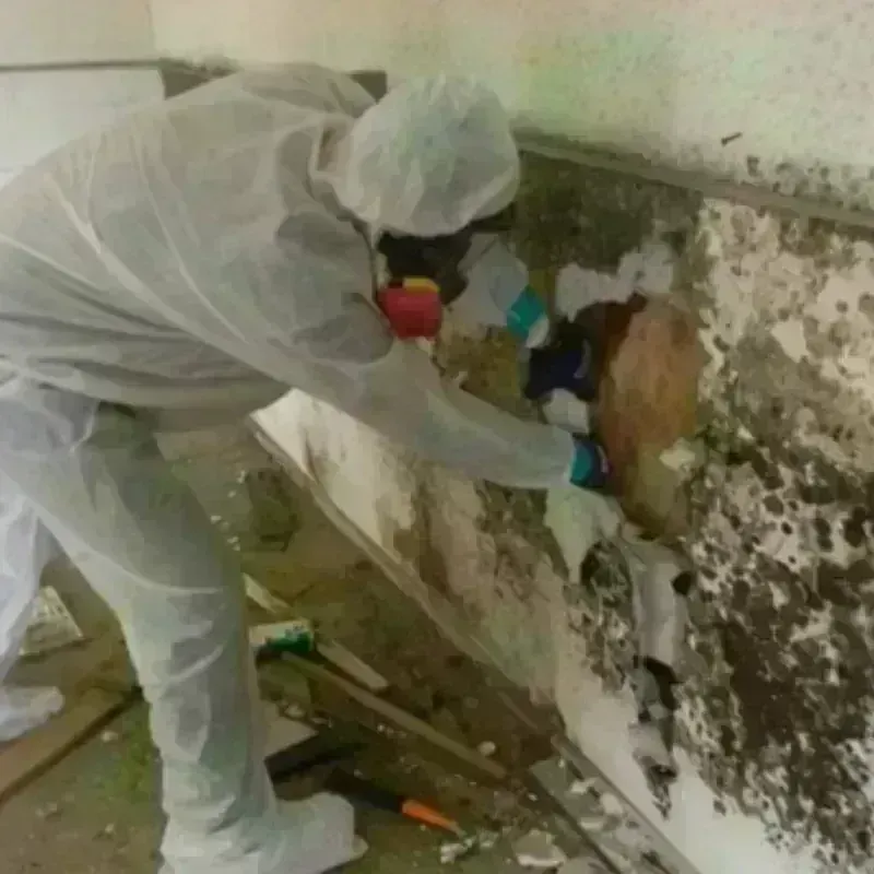 Mold Remediation and Removal in Paradise, NV